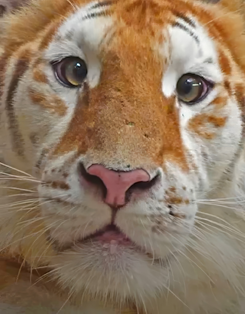 Schielender%20Tiger